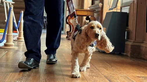 A spaniel with a hearing dogs harness on walking on a lead next to a human inside a hall